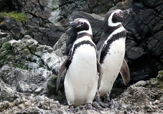 La Bahia de Puñihuil es conocida por su hermoso paisaje, pero en especial por ser el único lugar en el mundo donde se encuentran dos especies de pingüinos, Humboldt y Magallánicos, además de otras  especies que existen en el lugar, las que se encuentran en tres islotes de Puñihuil.